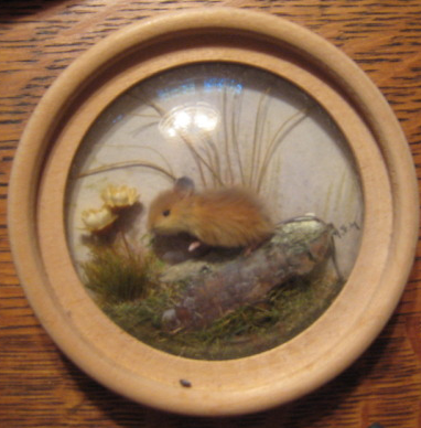 Wood Mouse (Version 2)